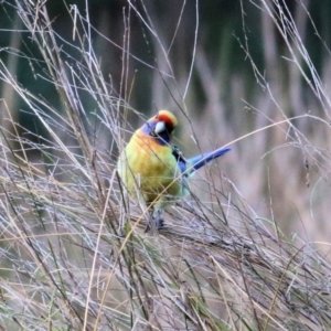 Platycercus elegans flaveolus at Albury - 15 May 2021