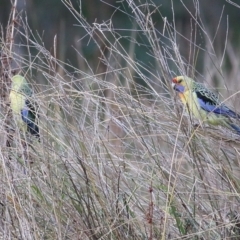 Platycercus elegans flaveolus at Albury - 15 May 2021