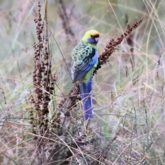 Platycercus elegans flaveolus at Albury - 15 May 2021