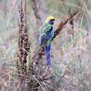 Platycercus elegans flaveolus at Albury - 15 May 2021