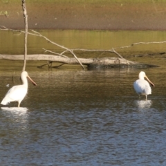 Platalea flavipes (Yellow-billed Spoonbill) at Wonga Wetlands - 15 May 2021 by KylieWaldon