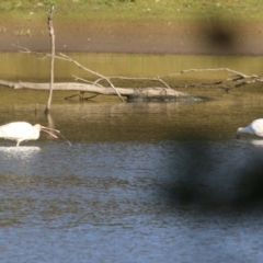 Platalea flavipes at Wonga Wetlands - 15 May 2021 09:40 AM