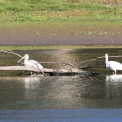 Platalea flavipes at Wonga Wetlands - 15 May 2021 09:40 AM