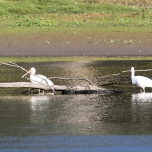 Platalea flavipes at Wonga Wetlands - 15 May 2021