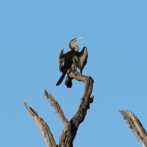 Anhinga novaehollandiae at Splitters Creek, NSW - 15 May 2021 09:16 AM