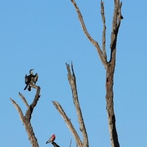 Anhinga novaehollandiae at Splitters Creek, NSW - 15 May 2021 09:16 AM