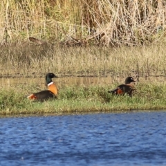 Tadorna tadornoides (Australian Shelduck) at Wonga Wetlands - 14 May 2021 by Kyliegw