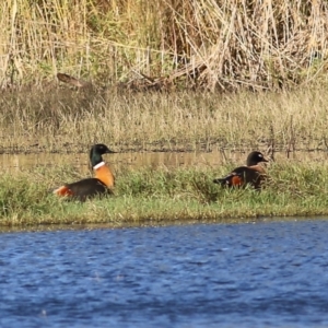 Tadorna tadornoides at Splitters Creek, NSW - 15 May 2021 09:00 AM