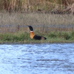 Tadorna tadornoides at Splitters Creek, NSW - 15 May 2021