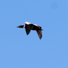 Tadorna tadornoides at Splitters Creek, NSW - 15 May 2021