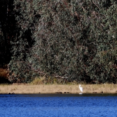 Ardea alba (Great Egret) at Wonga Wetlands - 14 May 2021 by Kyliegw