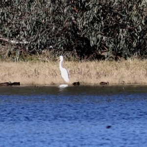 Ardea alba at Albury - 15 May 2021 09:18 AM