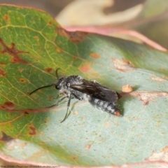 Thynninae (subfamily) (Smooth flower wasp) at Holt, ACT - 12 May 2021 by Roger