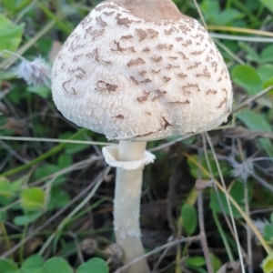 Macrolepiota sp. at Holt, ACT - 14 May 2021