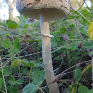 Macrolepiota sp. at Holt, ACT - 14 May 2021 08:47 AM