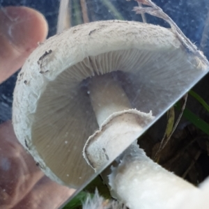 Macrolepiota sp. at Holt, ACT - 14 May 2021