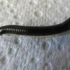Ommatoiulus moreleti (Portuguese Millipede) at Flynn, ACT - 9 May 2021 by Christine