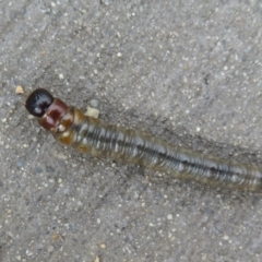 Unverified Insect at Fyshwick, ACT - 15 May 2021 by Christine