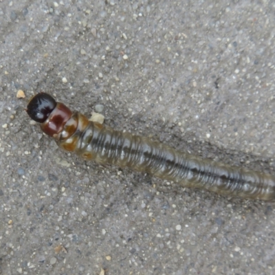 Unverified Insect at Fyshwick, ACT - 15 May 2021 by Christine