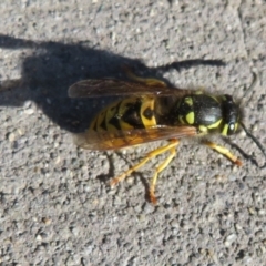 Vespula germanica (European Wasp, German Yellowjacket Wasp) at Fyshwick, ACT - 15 May 2021 by Christine