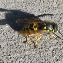 Vespula germanica (European wasp) at Jerrabomberra Wetlands - 14 May 2021 by Christine