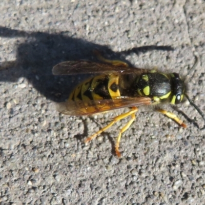 Vespula germanica (European wasp) at Fyshwick, ACT - 15 May 2021 by Christine