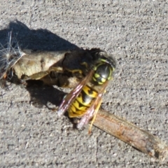 Vespula germanica at Fyshwick, ACT - 15 May 2021 09:10 AM