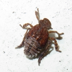 Fulgoroidea (superfamily) (Unidentified fulgoroid planthopper) at Flynn, ACT - 14 May 2021 by Christine