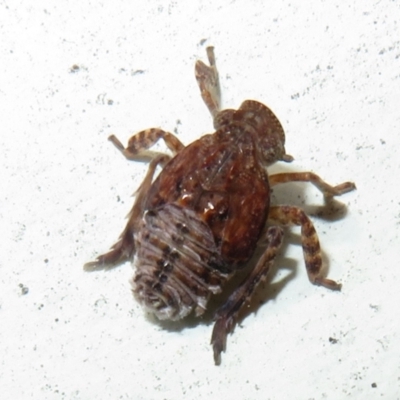 Fulgoroidea sp. (superfamily) (Unidentified fulgoroid planthopper) at Flynn, ACT - 14 May 2021 by Christine