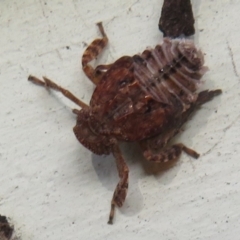 Fulgoroidea (superfamily) at Flynn, ACT - 14 May 2021 12:59 PM