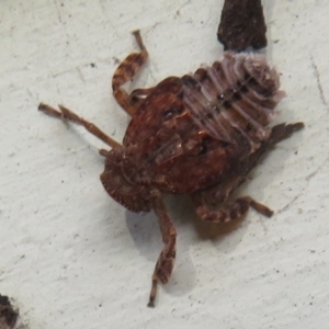 Fulgoroidea sp. (superfamily) at Flynn, ACT - 14 May 2021