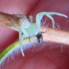 Lehtinelagia prasina (Leek-green flower spider) at Flynn, ACT - 9 May 2021 by Christine