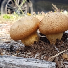 Gymnopilus junonius (Spectacular Rustgill) at Holt, ACT - 15 May 2021 by tpreston