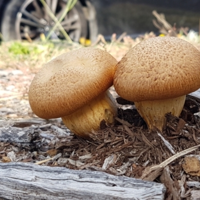 Gymnopilus junonius (Spectacular Rustgill) at Holt, ACT - 15 May 2021 by trevorpreston