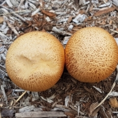 Gymnopilus junonius at Holt, ACT - 15 May 2021