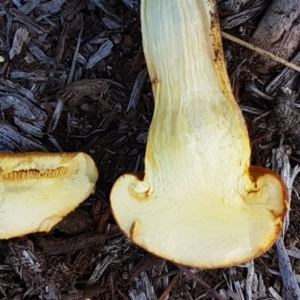 Gymnopilus junonius at Holt, ACT - 15 May 2021