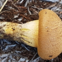 Gymnopilus junonius at Holt, ACT - 15 May 2021