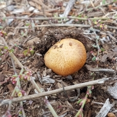 Gymnopilus junonius at Holt, ACT - 15 May 2021