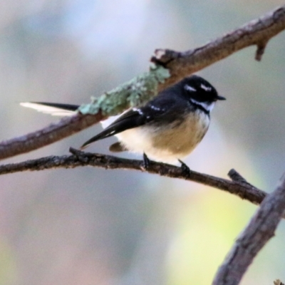 Rhipidura albiscapa (Grey Fantail) at Wonga Wetlands - 15 May 2021 by Kyliegw