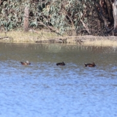 Spatula rhynchotis (Australasian Shoveler) at Albury - 14 May 2021 by Kyliegw