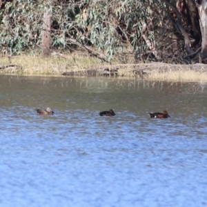 Spatula rhynchotis at Splitters Creek, NSW - 15 May 2021 09:19 AM
