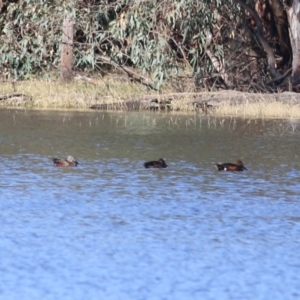 Spatula rhynchotis at Splitters Creek, NSW - 15 May 2021