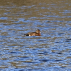 Anas castanea (Chestnut Teal) at Albury - 14 May 2021 by Kyliegw