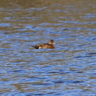 Anas castanea (Chestnut Teal) at Albury - 14 May 2021 by Kyliegw