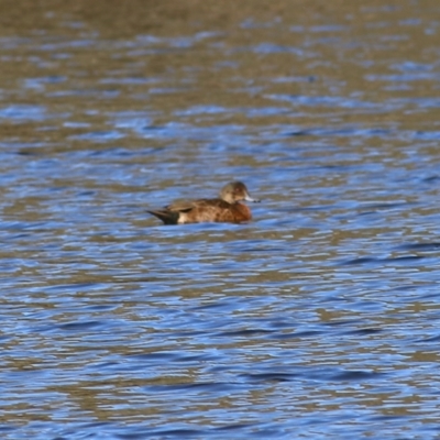 Anas castanea (Chestnut Teal) at Wonga Wetlands - 14 May 2021 by Kyliegw