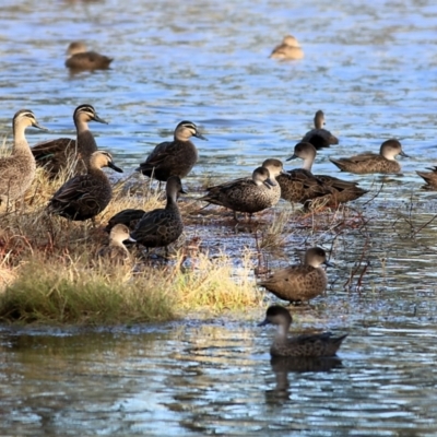 Anas superciliosa (Pacific Black Duck) at Splitters Creek, NSW - 14 May 2021 by Kyliegw