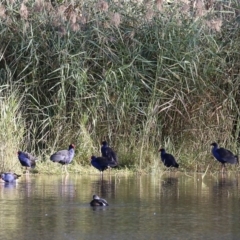 Porphyrio melanotus (Australasian Swamphen) at Wonga Wetlands - 14 May 2021 by Kyliegw