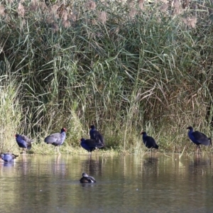 Porphyrio melanotus at Wonga Wetlands - 15 May 2021