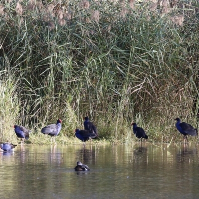 Porphyrio melanotus (Australasian Swamphen) at Splitters Creek, NSW - 14 May 2021 by Kyliegw