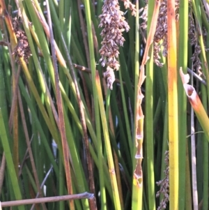 Machaerina articulata at O'Malley, ACT - 15 May 2021